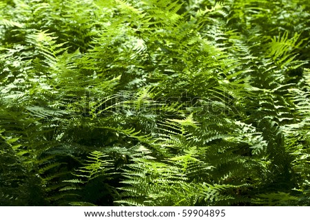 [[stock_photo]]: Beautiful Trees In Dense Forest In The Popular Blue Ridge Mount