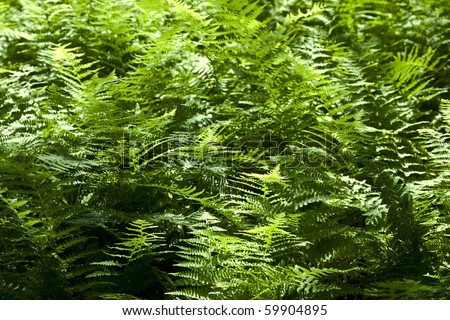 Stock fotó: Beautiful Trees In Dense Forest In The Popular Blue Ridge Mount