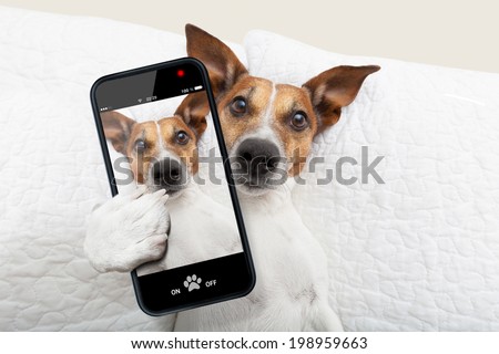 [[stock_photo]]: Sleepyhead Selfie Dog