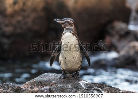 Stok fotoğraf: Galapagos Penguin On Galapagos Islands Standing On Land - Endangered Species