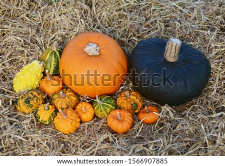 Stock foto: Orange Pumpkin And Green Gourd With Unusual Warted Ornamental Go