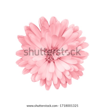 Stock photo: Beautiful Pink Flowers