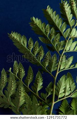 Green Fern Leaves Backside On A Dark Blue Background With Copy Space Foliage Background Flat Lay Сток-фото © artjazz