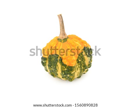 Stock photo: Autumnal Warted Gourd - Orange Skin And Green And Yellow Stripes