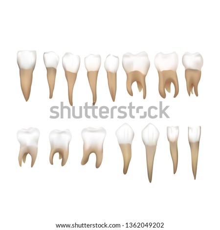 Stock photo: Big Set Of Different Realistic Human Teeths Isolated On White