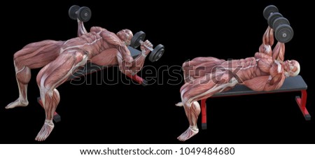 ストックフォト: Dumbbell Bench Press Anatomical 3d Illustration Isolated With