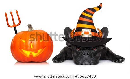 Stok fotoğraf: Halloween Pumpkin Devil Dog Isolated On Black