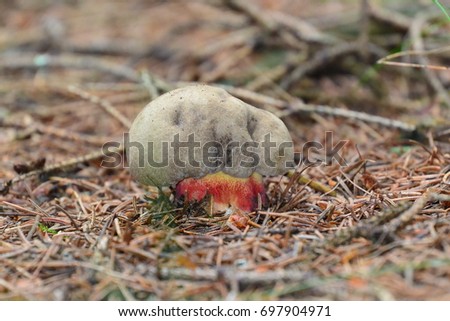 Foto stock: Adagascar · Sello · Haya · Amarga · Bolete · Seta · Boletus · Calopus