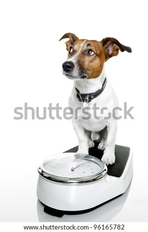 Stockfoto: Dog On Scale With Overweight