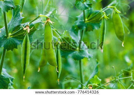 Zdjęcia stock: Green Pea Pods On Agricultural Field Gardening Background With Green Plants