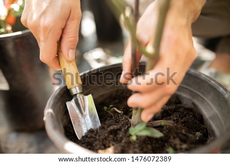 Human Hands Holding Small Tree Or Other Garden Plant Over Soil In Pot Foto stock © Pressmaster