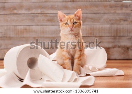 Foto d'archivio: Cute Orange Tabby Kitten Sitting On The Remains Of Toilet Paper