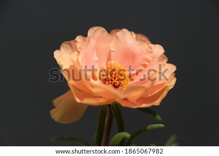 Stockfoto: Portulaca Flower