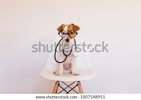 Foto stock: Medical Emergency Doctor Dog