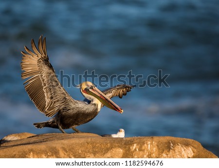 Stock photo: California Brown Pelican Pelecanus Occidentalis