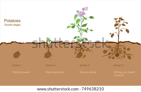 Stock photo: Finished Process Of Planting Potato Field In The Vegetable Gard