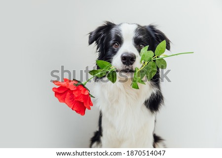 ストックフォト: Dog Valentines Rose