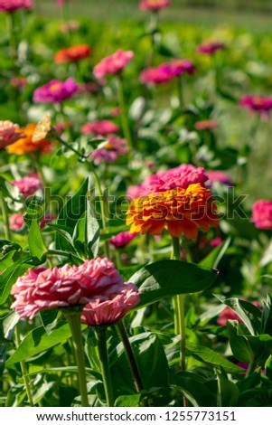 Bright Different Flowers Of Cynia In The Summer Garden Beautiful Blooming Background Сток-фото © artjazz