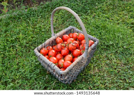 Stock fotó: Freshly Harvested Red Alert Cherry Tomatoes In A Woven Basket