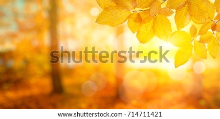 Stockfoto: Forest And Garden With Golden Leaves At Fall