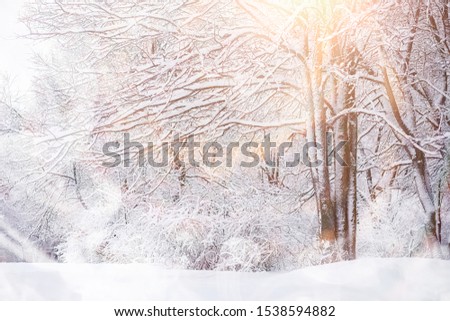 Stok fotoğraf: Wood Under Snow