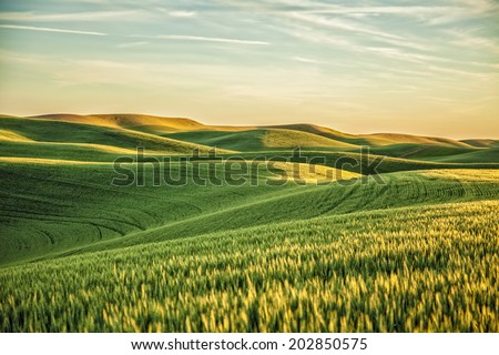 Stock photo: Yellow Green Wheat Fields And Farms From Steptoe Butte Palouse W
