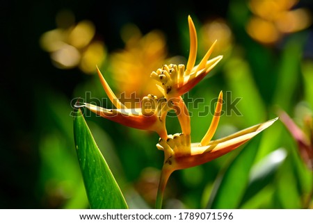 ストックフォト: Heliconia Psittacorum Golden Torch Flower In Malaysia
