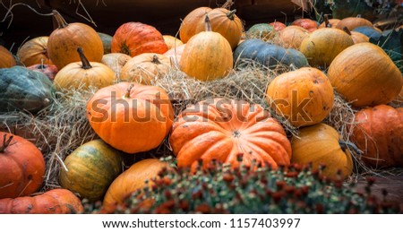 Stock foto: Halloween Big Halloween Cucurbita Pumpkin Pumpkins From Autumn H