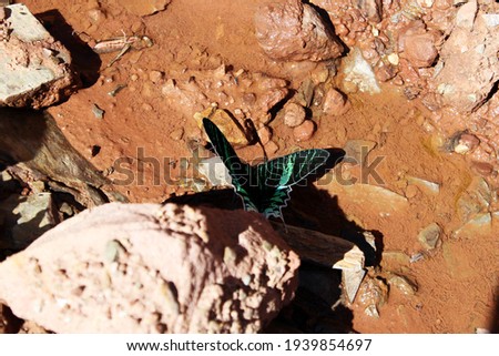 Foto stock: Butterfly Takes Flight From A Human Hand