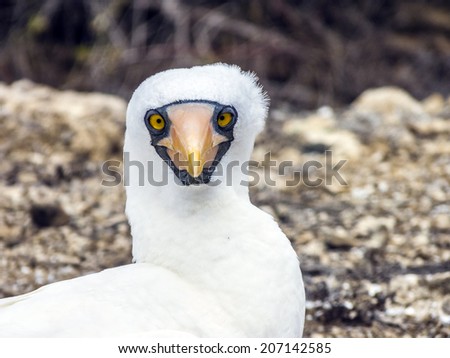 Foto stock: Close Up Of Masked Boobie At Galapagos Island Of North Seymour