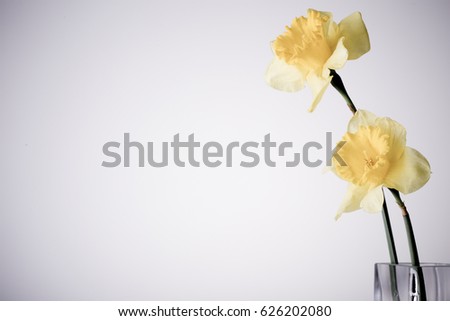 Stock photo: Yellow Narcissus Flowers In A Glass Vase Blue And Grey Background Copy Space