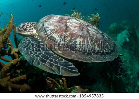 Foto stock: Underwater Coral Reef Next To Green Tropical Island On Moorea