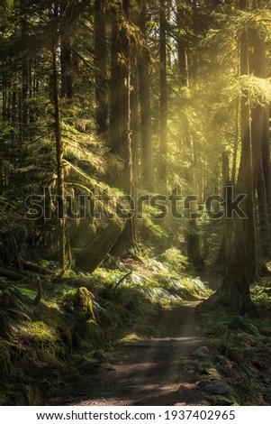 [[stock_photo]]: Sun Beams Along Hiking Trail In Washington State Park