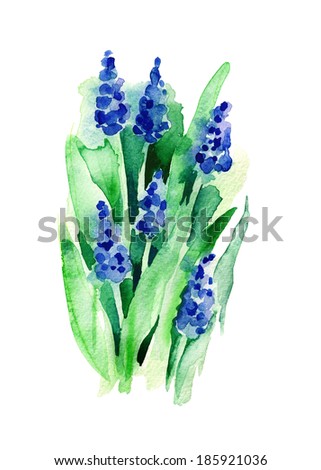 Stok fotoğraf: Abstract Grape Hyacinth Hyacinth Blue Flowers On White Background
