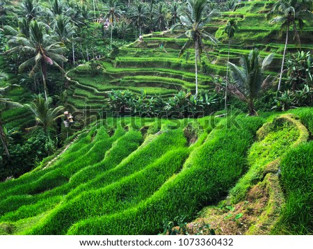 Foto stock: Green Cascade Rice Field Plantation At Tegalalang Terrace Bali Indonesia