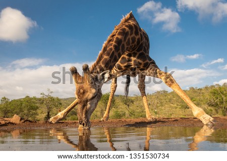 Stock photo: Giraffe Drinking