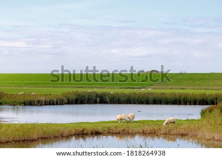 Stockfoto: Sheep On Dike On Texel With Clouds