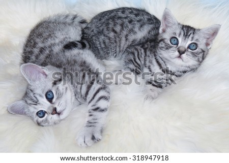 Foto stock: Two Young Black Silver Tabby Cats Lying Lazy Together On Sheep F