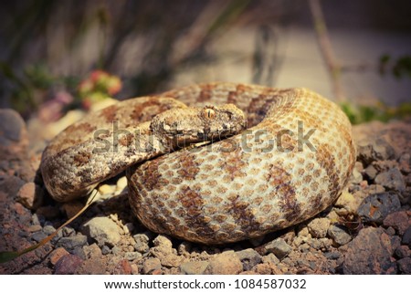 [[stock_photo]]: Full Length Macrovipera Lebetina Schweizeri In Natural Habitat