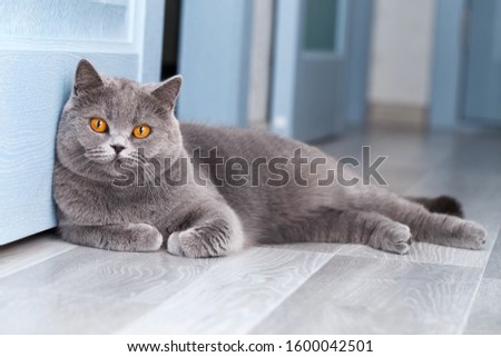 Stockfoto: British Shorthair Cat