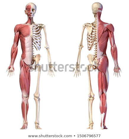 Foto stock: Human Knee Cutaway Illustration Anatomy Image