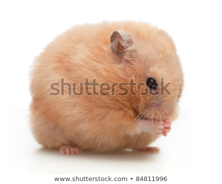 Zdjęcia stock: Eddy · Bear · Hamster