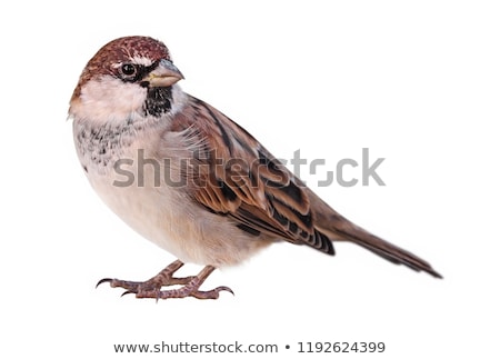 ストックフォト: Sparrow