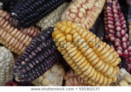 Stockfoto: Varieties Of Corn At The Market