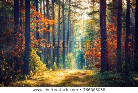 Foto stock: Woods