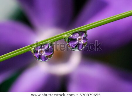 Stock fotó: Flower Refraction In A Dew Drop On A Green Leaf