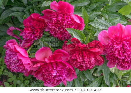 Stockfoto: Beautiful Tulips And Forget Me Not Flowers