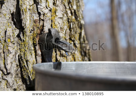 Stok fotoğraf: Droplet Of Sap Flowing From The Maple Tree Into A Pail For Make Pure Maple Syrup