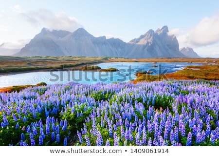 Stock photo: Flowers Of Lupine On Fields In Iceland