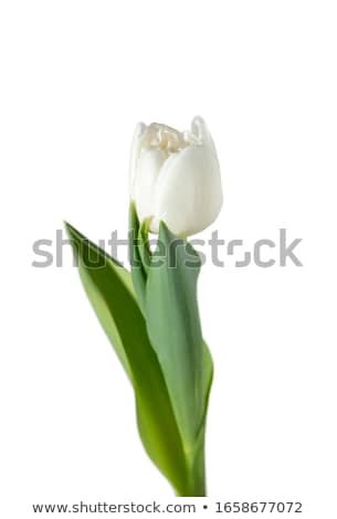 ストックフォト: Pink Tulip With Green Leaves